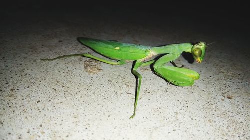 High angle view of insect on leaf