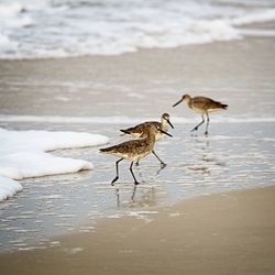 Shorebirds looking for food