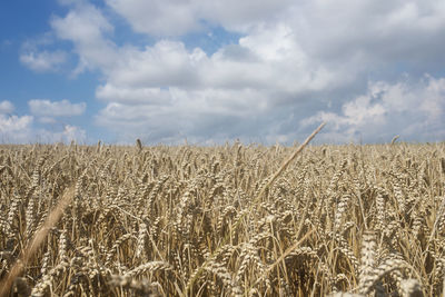 Wheat field against sky