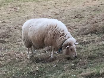 Sheep grazing in a field