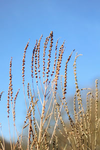 Low angle view of corn field against clear blue sky