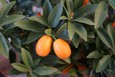 Close-up of kumquat on the branch 