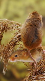 Close-up of squirrel