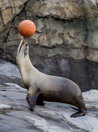 Side view of sea lion balancing basketball at zoo