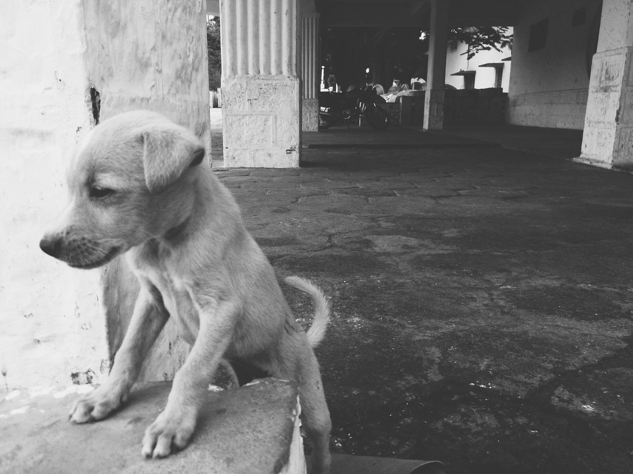 animal themes, mammal, domestic animals, one animal, dog, built structure, building exterior, pets, architecture, two animals, full length, day, sunlight, outdoors, sitting, street, no people, house, side view, wall - building feature