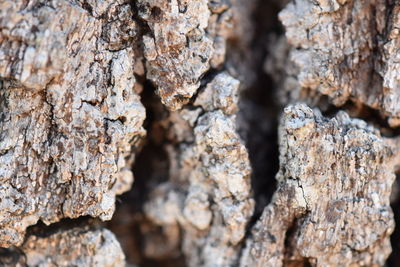 Full frame shot of tree trunk