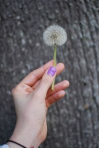 Close-up of hand holding dandelion flower against tree trunk