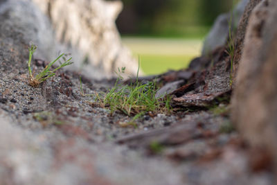 Surface level of dead plant on field