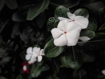 Close-up of white flowers blooming outdoors