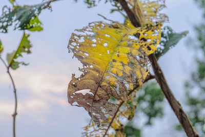 Close-up of butterfly on leaves