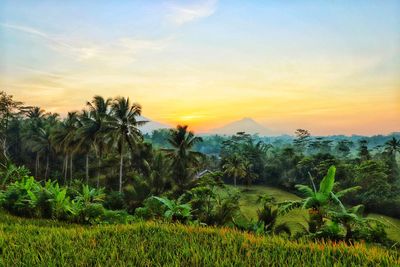 Scenic view of field against sky at sunset