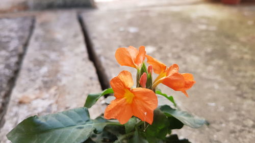 Close-up of orange rose flower