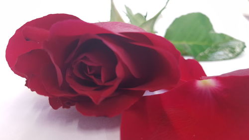 Close-up of red rose against white background