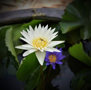 Close-up of water lily in lake