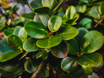 High angle view of fresh green plant leaves
