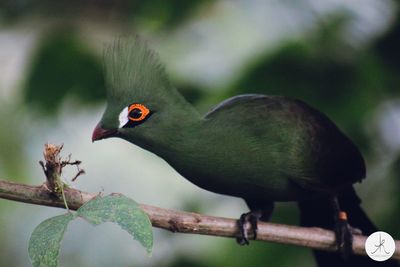 Close-up of bird perching on branch