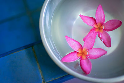 High angle view of pink floating on water