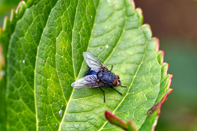 Close-up of insect on leaf