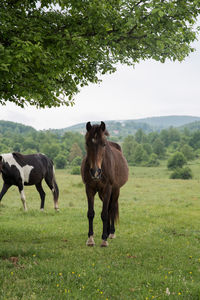 Horses standing on field