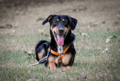 Portrait of dog sitting on field