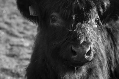 Close-up portrait of calf