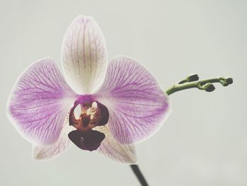 Close-up of purple flower blooming against black background