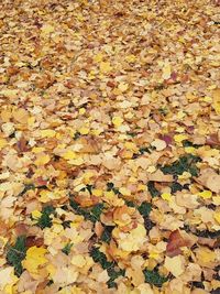Full frame shot of yellow maple leaves