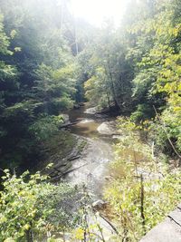 Scenic view of river amidst trees in forest