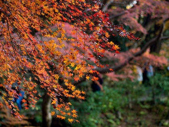 Close-up of maple leaves on tree during autumn