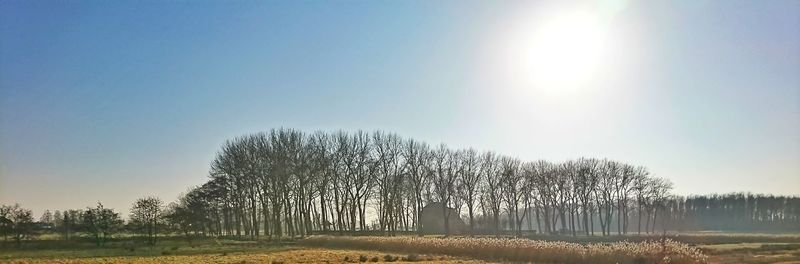 Trees against clear sky