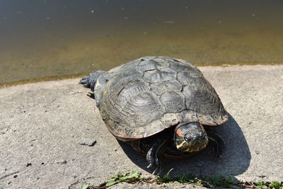 Close-up of a turtle