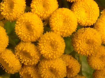 Full frame shot of fresh white flowers