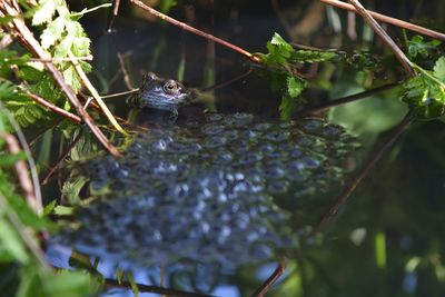 Close up of frog and spawn with plants in a pond