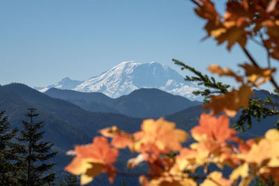 Mount rainier framed by colorful autumn leaves under blue sky.