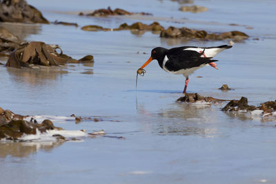 Bird on beach