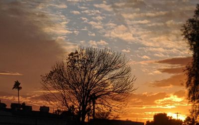 Silhouette bare trees against sky during sunset