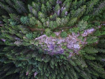 Full frame shot of plants