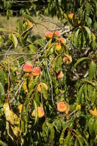 Close-up of fruit growing on tree