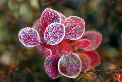 Close-up of red flower against blurred background