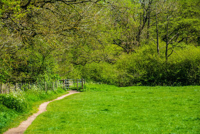 Trees on field in forest
