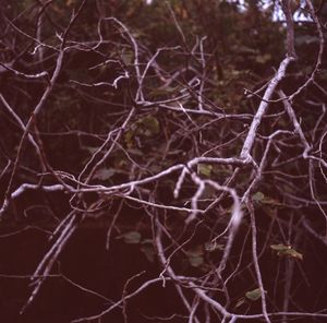 Close-up of bare branches