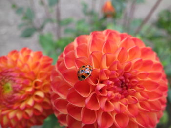 Close-up of ladybug on red flower