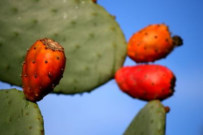 Close-up of plant against blurred background