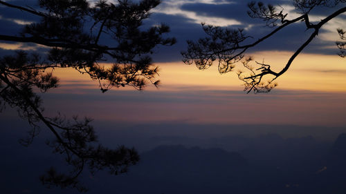 Silhouette tree against sky at sunset