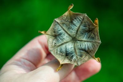 Close-up of hand holding a decagon flower