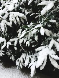 Full frame shot of frozen plant