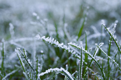 Close-up of grass