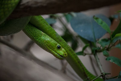 Close-up of green lizard on branch
