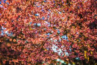 Low angle view of pink flowers