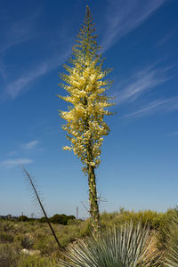 Low angle view of tree on field against blue sky